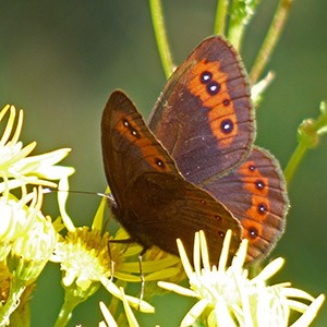 Chapman's Ringlet - Erebia palarica © John Muddeman
